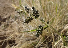 Eragrostis echinochloidea