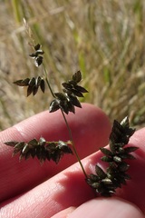 Eragrostis echinochloidea