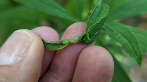 Unknown species found near Cambridge Highlands, Cambridge, MA, USA