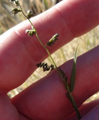 Eragrostis echinochloidea