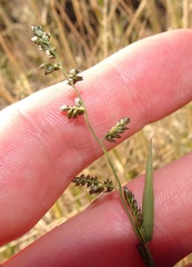 Eragrostis echinochloidea