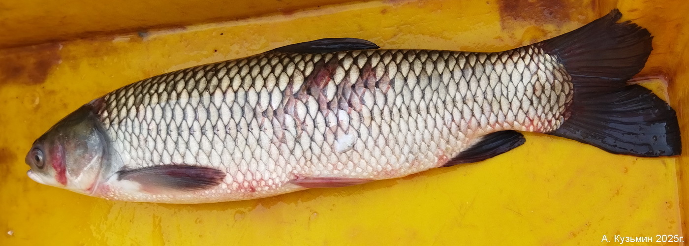 Белый Амур (Ctenopharyngodon idella)