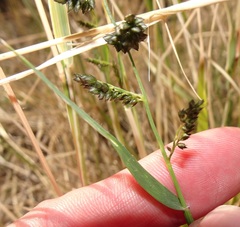 Eragrostis echinochloidea
