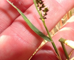 Eragrostis echinochloidea