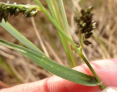 Eragrostis echinochloidea