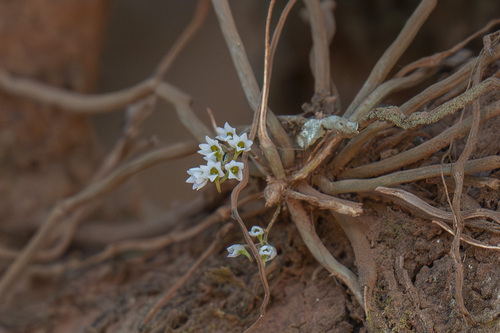 Microcoelia globulosa