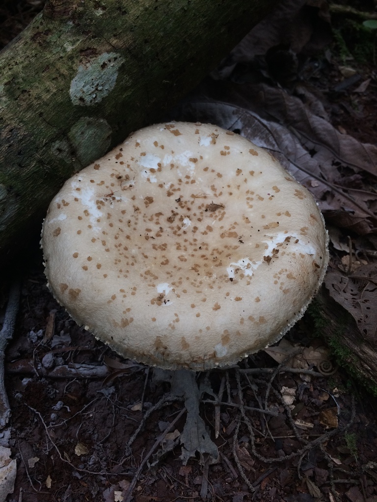 Oudemansiella cubensis · December 2019 · photo: © deboas (iNaturalist, cc0)