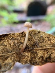 Mycetinis copelandii