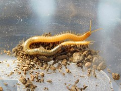 Geophilus regnans