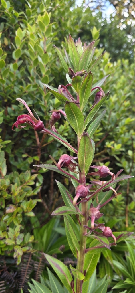 Lobelia martagon