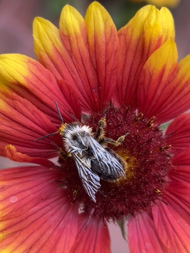 Common Eastern Bumble Bee