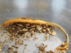 Geophilus regnans