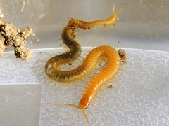Geophilus regnans