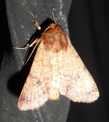 Sideridis rosea