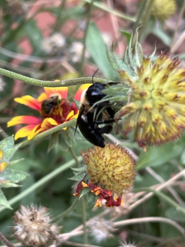 Eastern Carpenter Bee