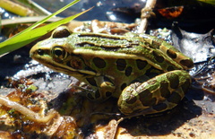Lithobates pipiens