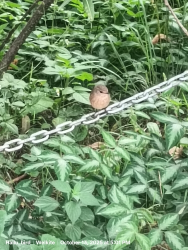 African Dusky Flycatcher