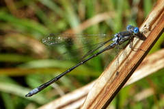 Lestes congener