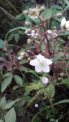 Rubus adenotrichos