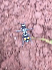 Traumatomutilla diopthalma