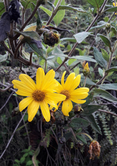 Hymenostephium quitensis