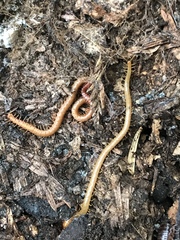 Dicellophilus limatus