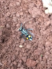 Traumatomutilla diopthalma