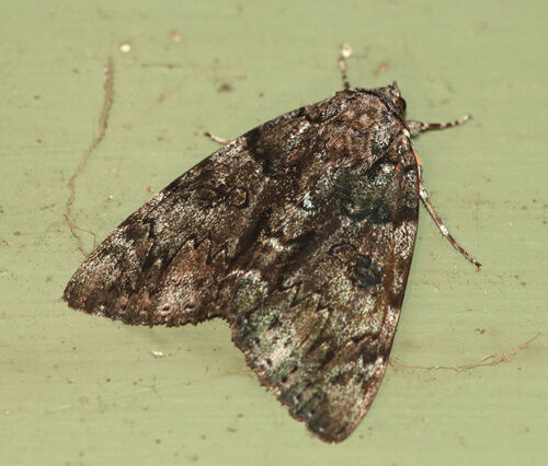 Tearful Underwing photo 4