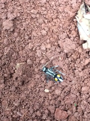 Traumatomutilla diopthalma