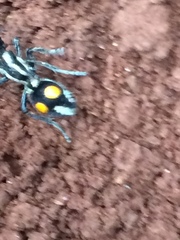 Traumatomutilla diopthalma