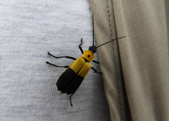 Chauliognathus heros