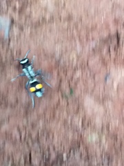 Traumatomutilla diopthalma