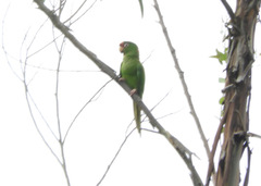 Psittacara mitratus