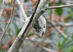 Picumnus steindachneri