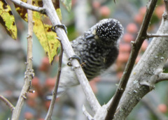 Picumnus steindachneri