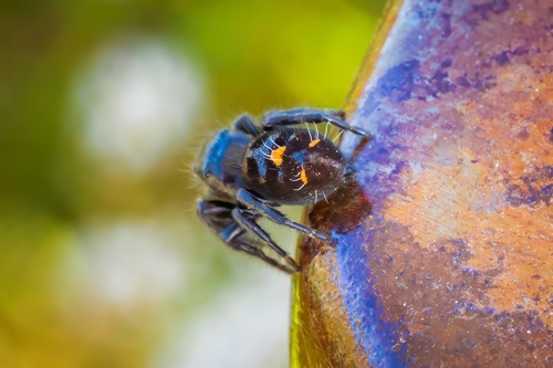 Bold Jumping Spider photographed in Georgia