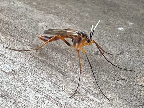 Unknown species found near Marango Dr, Rogers, AR, US