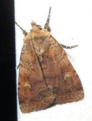 Diarsia jucunda