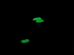 Mycena chlorophos
