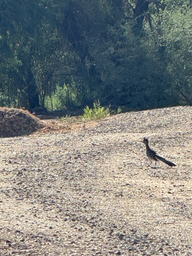Greater Roadrunner