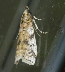 Amyelois transitella
