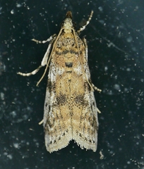 Amyelois transitella