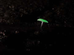 Mycena chlorophos
