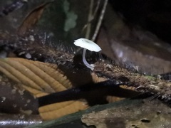 Mycena chlorophos