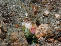 Odontodactylus latirostris