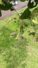 Chionanthus pubescens