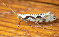 Rhigognostis interrupta