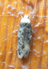 Endrosis sarcitrella