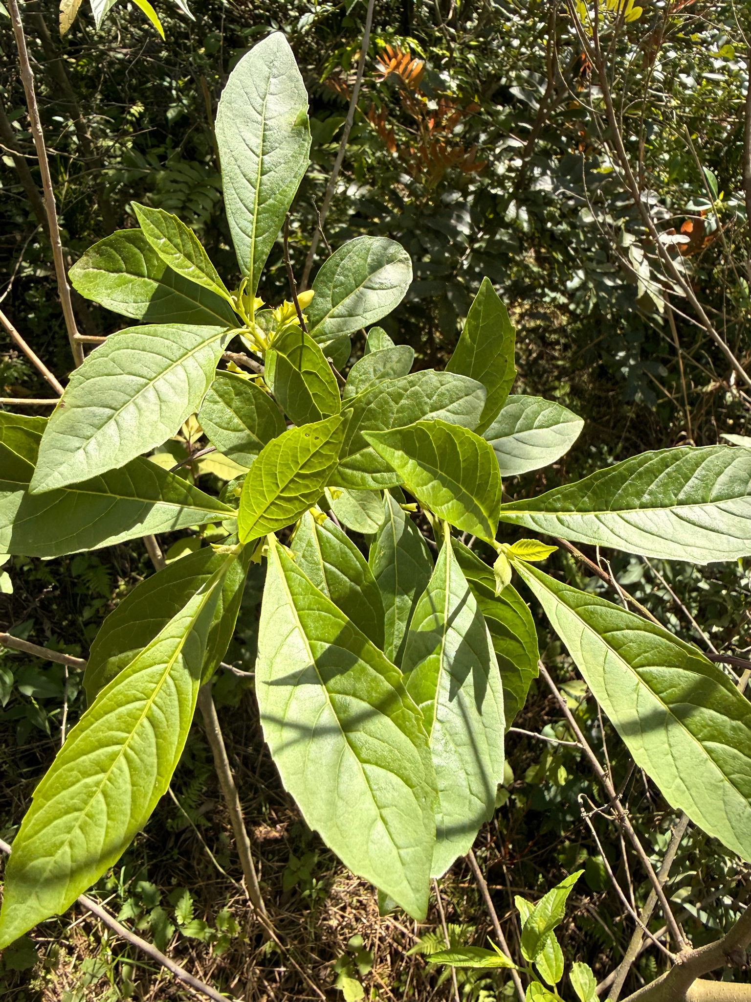 Aegiphila brachiata