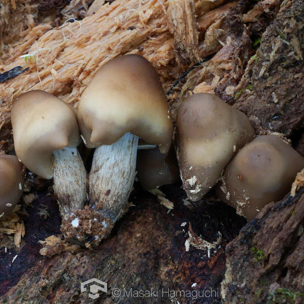 Clitocybula esculenta